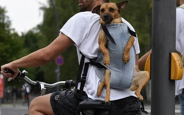 seljakott koera transportimiseks jalgrattal