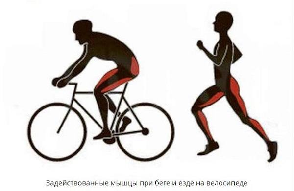jooksmisel ja jalgrattasõidul osalevad lihased